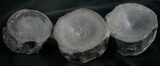 Three Associate Ichthyosaur Vertebrae - Germany #8217-3